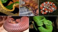 World Snake Day 2019: Five Exotic Serpents You Can&rsquo;t Unsee, View Pics