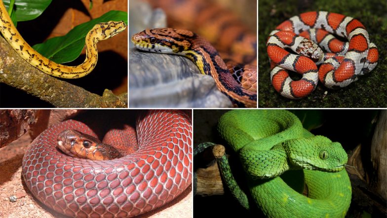 World Snake Day 2019: Five Exotic Serpents You Can’t Unsee, View Pics