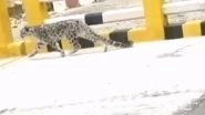 Endangered Snow Leopard Takes a Stroll in Uttarakhand&rsquo;s Nelong Valley