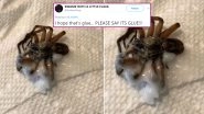 Man Glues Spider! Twitterati Wonders if it is Cum or Gum; Awaits Birth of Spider-Man