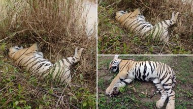 Maharashtra: Tigress, Two Cubs Found Dead in Chandrapur District