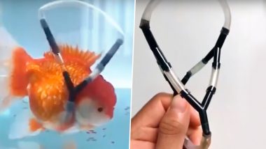 South Korean Man Builds ‘Wheelchair’ for His Pet Goldfish Suffering From Swim Bladder Disease (Watch Adorable Video)