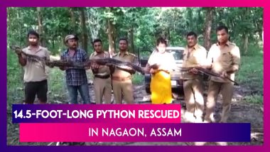 14.5-Foot-Long Python Rescued By The Forest Department In Assam’s Nagaon