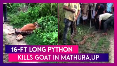 16-Ft Long Python Kills Goat In UP’s Mathura, Later Rescued By Forest Officials