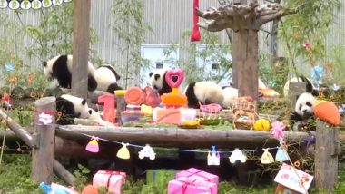 18 Panda Cubs Ring in First Birthday Together With Cake And Songs at China Conservation Centre (Watch Adorable Video)
