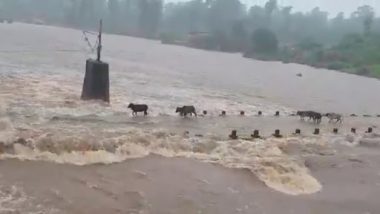 Maharashtra Rains: 4 Cattle Washed Away in Palghar as Water Level in Surya River Rises, Watch Video