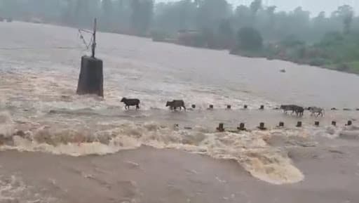 Palghar: 4 Cattle Washed Away As Water Level in Surya River Rises, Watch Video