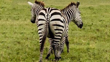 Viral ‘Two-Headed Zebra’ Pic From Tanzania Has Left People Confused! (View Pics)