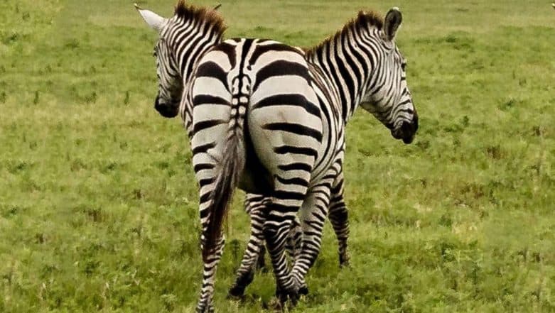 two-headed zebra