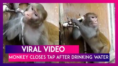 Monkey Closes Tap After Drinking Water, Twitterati Says It’s A Lesson To Be Learnt By Humans