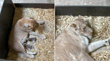 Shocking! Mother Lioness Eats Her Own Cubs, Days After Giving Birth in a German Zoo (View Pics)