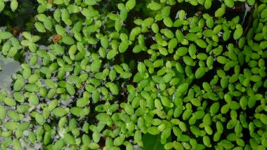 Duckweed Health Benefits: From Diabetes to Anaemia, Healthy Reasons to Have This New Superfood