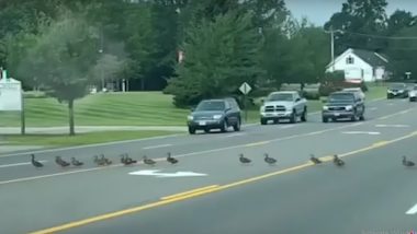 Maine: Viral Video Dozens of Ducklings Halting the Biddeford Traffic in the Cutest Way Will Melt Your Heart!