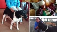 Pet Dog 'Tiger' Lives Up to His Name, Fights Off Leopard to Save Owner's Life in Darjeeling