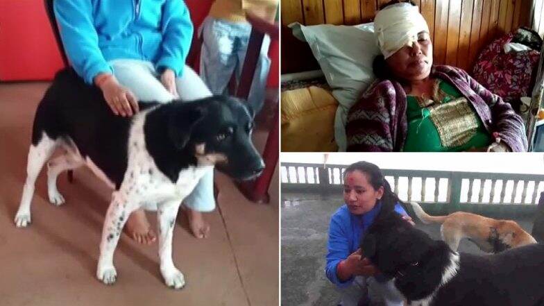 Pet Dog 'Tiger' Lives Up to His Name, Fights Off Leopard to Save Owner's Life in Darjeeling Pet Dog 'Tiger' Lives Up to His Name, Fights Off Leopard to Save Owner's Life in Darjeeling
