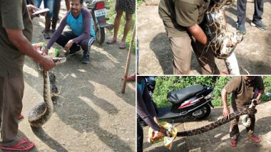 Python, 12-Feet-Long, Rescued From Rayagada District's Gayatri Nagar Area in Odisha, Watch Video