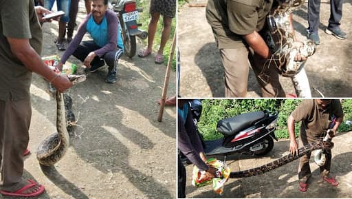 Python, 12-Feet-Long, Rescued From Rayagada District's Gayatri Nagar Area in Odisha, Watch Video Python, 12-Feet-Long, Rescued From Rayagada District's Gayatri Nagar Area in Odisha, Watch Video