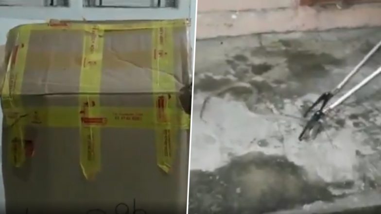 Cobra Snake Found Inside Courier Parcel in Odisha; Watch Video