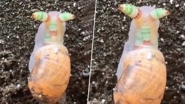'Zombie Snail' Video Goes Viral on Twitter Terrifying People Out Of Their Wits! (Watch Video)