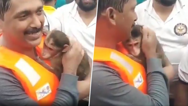 Maharashtra Floods: Viral Video of Baby Monkey Believed to be Rescued From Kolhapur is Actually From Badlapur