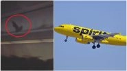 Bat Flying Inside Spirit Airlines Flight Scares Passengers, Video Goes Viral