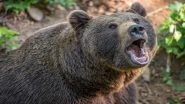 Shocking! Bear Eats a Russian Man 'Alive' Hours After He Joked About The Same to His Wife