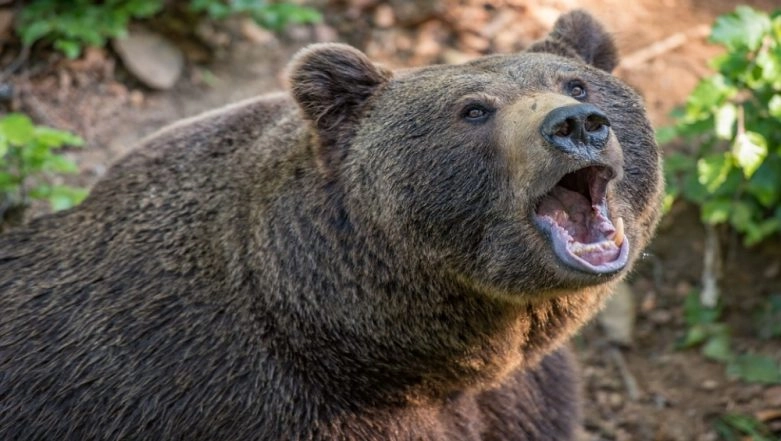 Bear Enters BSNL Office in Sikkim, Attacks Resting Engineer