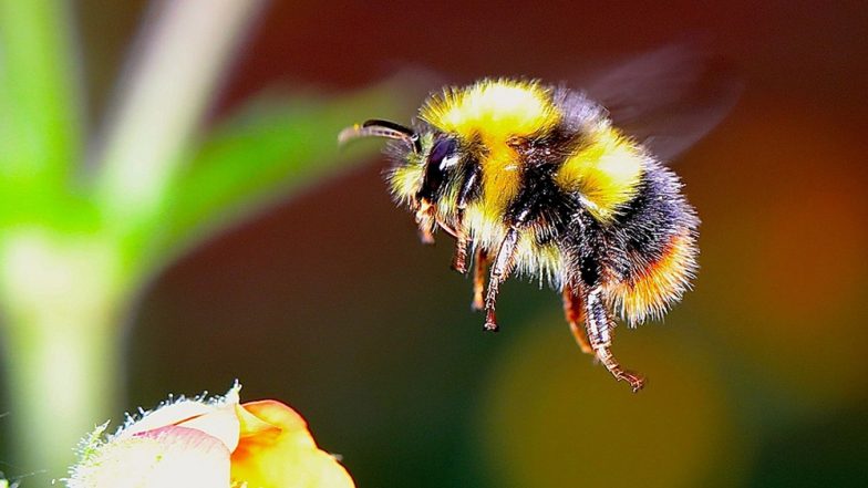 Bee Sting Causes Man&rsquo;s Heart to Fail! Maharashtra Farmer Suffers End-Stage Heart Disease After Getting Stung