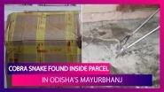 Cobra Snake Found Inside Parcel Delivered By A Courier Company In Odisha&rsquo;s Mayurbhanj