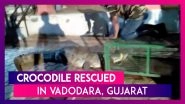Yet Another Crocodile Rescued From Gujarat&rsquo;s Vadodara