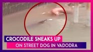 Crocodile Sneaks Up On Stray Dog In Vadodra As Flood Waters Inundate City In Gujarat