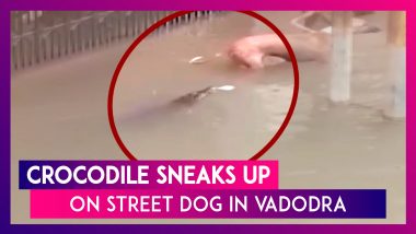 Crocodile Sneaks Up On Stray Dog In Vadodra As Flood Waters Inundate City In Gujarat