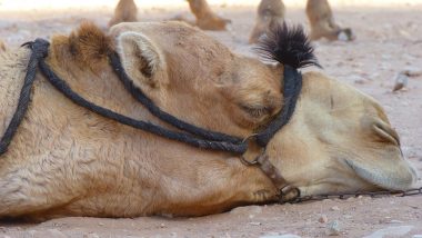Florida Woman Bites Testicles of Camel at Truck Stop Zoo, Animal Given Precautionary Antibiotics