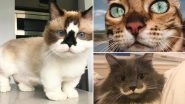 International Cat Day 2019: Menchie the Cat to Venus the Two-Faced Cat, 7 Instagram Kitties You Must Follow Right Now