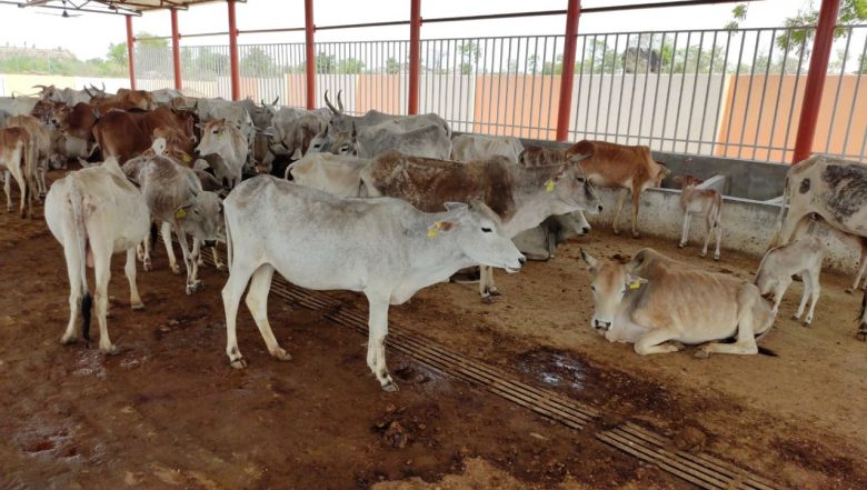  Startups Dealing in Cow By-Products like Urine And Dung May Get 60% Funding