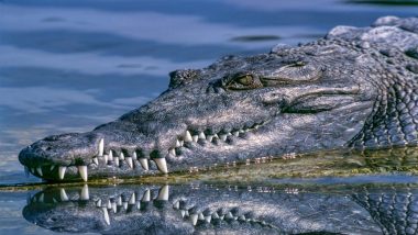 Crocodile on The Loose in Thane's Vartak Nagar Area? Resident Spots Reptile in Vedant Complex, Forest Officials Issue Warnings