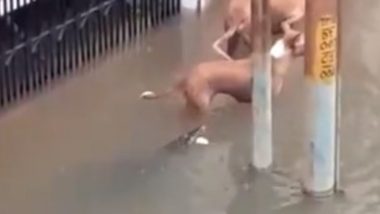 Vadodara Rains: Crocodile Ventures Into Residential Colony Near Lalbaug, Attacks Dog; Watch Video