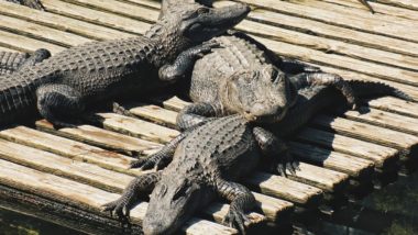 7 Crocodiles Go Missing from Karachi Farmhouse! Neighbours Petrified as Only 5 Return