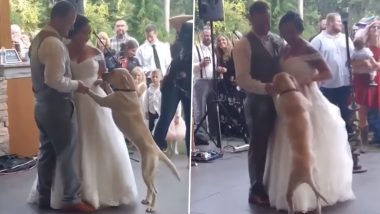 Dog Joins Bride And Groom in Their First Dance at Wedding; Adorable Video Goes Viral