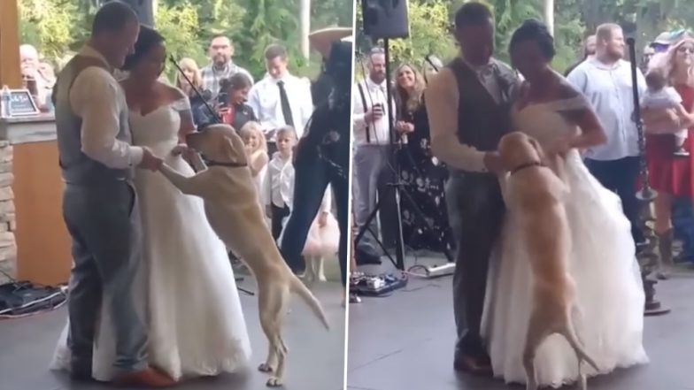 bride dancing with dog