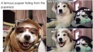 International Dog Day 2019: Funny Memes and Jokes About Doggos Which are Just Pawfect!