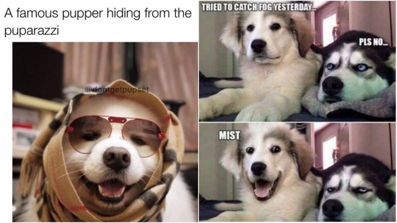 International Dog Day 2019: Funny Memes and Jokes About ...