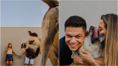 Pet Dog Hilariously Photobombs Couple's Engagement Photoshoot, Adorable Pictures Go Viral