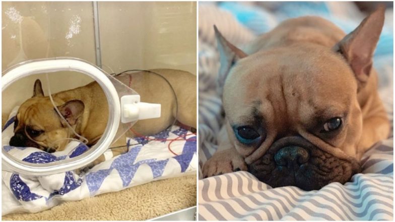 Dog Miraculously Survives Fall From Six-Storey Building in New York As It Lands on Car's Sunroof! (Watch Video)