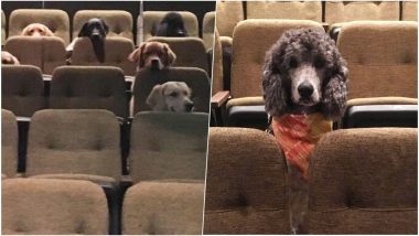 Bestest Doggos Ever! Pictures of Service Dogs Attending Theatre Performance at Stratford Festival in Canada Has Netizens Cheering For Them