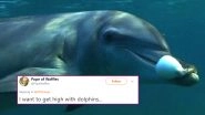 Dolphins Love Getting High on Pufferfish Toxins! New Finding About Aquatic Mammals Gets Twitter High With Funny Memes and Reactions