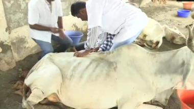 Andhra Pradesh: 100 Cows Dead at Kothuru Tadepalli Gaushala in Vijayawada