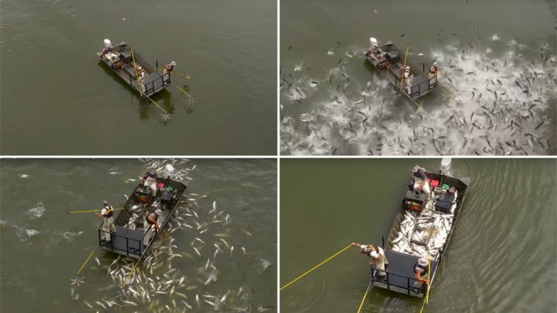 Thousands of Asian Carp Fish Jump Out of Water During Electrofishing in Kentucky (Watch Video)