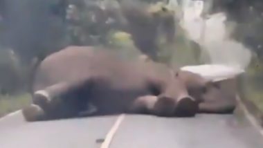 Lazy Elephant Blocks Traffic by Sleeping in the Middle of Road in Thailand, Watch Video of Jumbo Taking Nap!