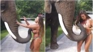 Elephant Gropes Model at South Carolina Safari Park, Video of the Pachyderm Trying to Rip Off Woman's Bikini Goes Viral